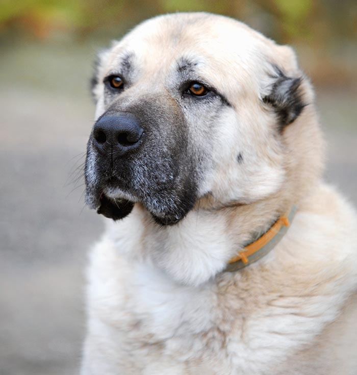 Собака гампр армянский волкодав - характеристика породы