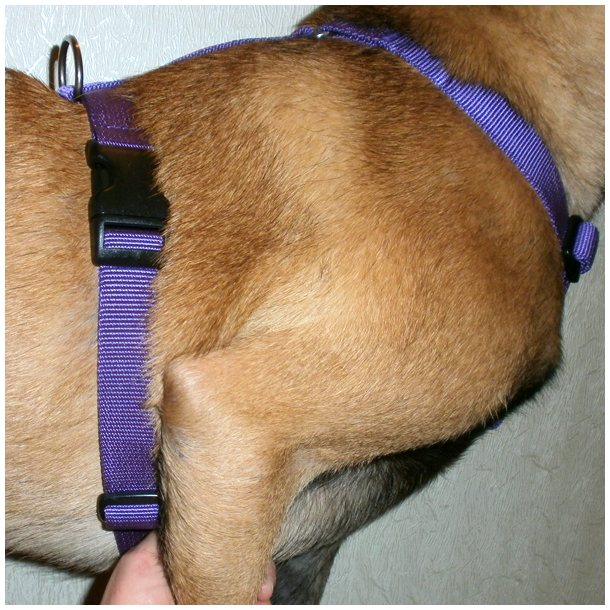 Как сшить шлейку для собаки своими руками