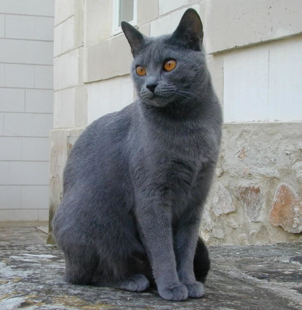 ᐉ картезианская кошка или шартрез: описание породы, отличия от британцев - kcc-zoo.ru