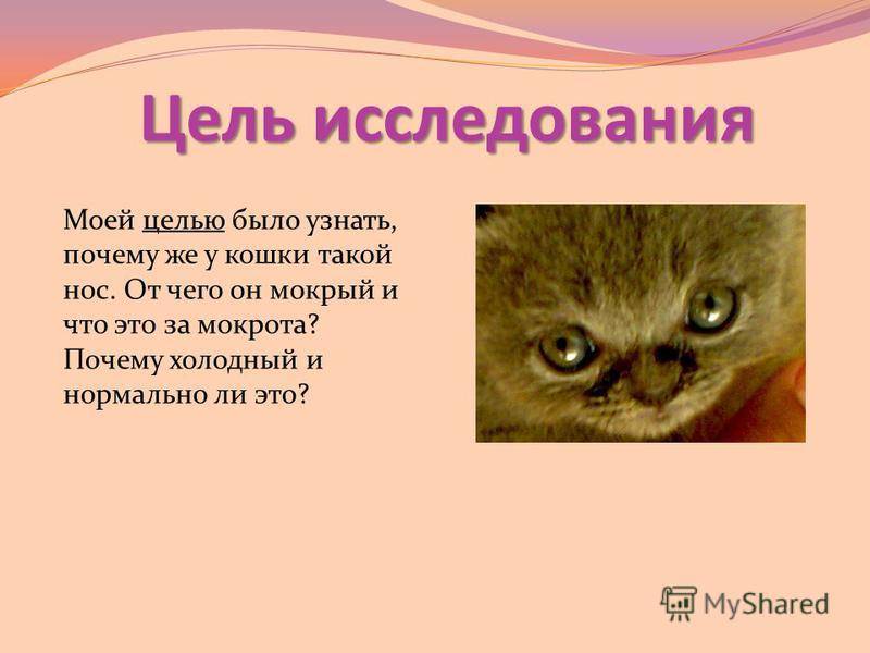 Сухой и горячий нос у кота или кошки: причины (симптомом каких болезней и состояний может являться) явления у котят и взрослых животных