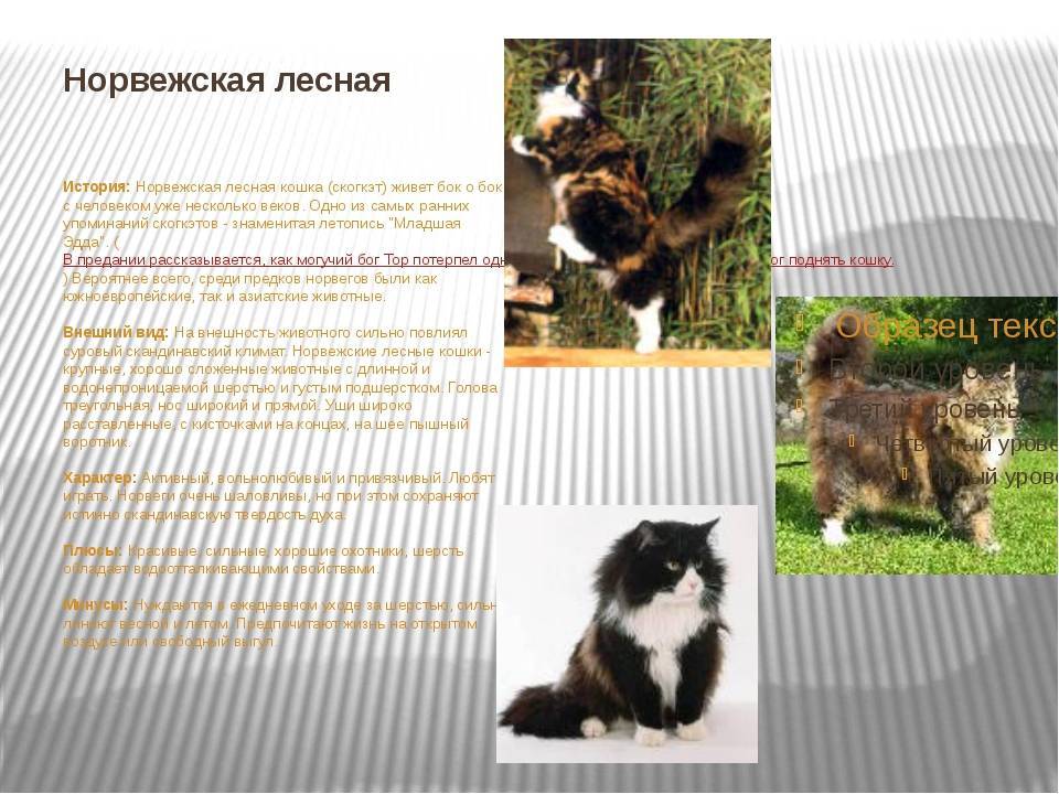 Описание и особенности характера кошек породы уральский рекс, основы ухода