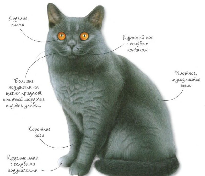 Британская кошка внешний вид. Внешнее строение кошачьих. Признаки породистой кошки. Туловище кошки. Рассмотрите фотографию кошки породы