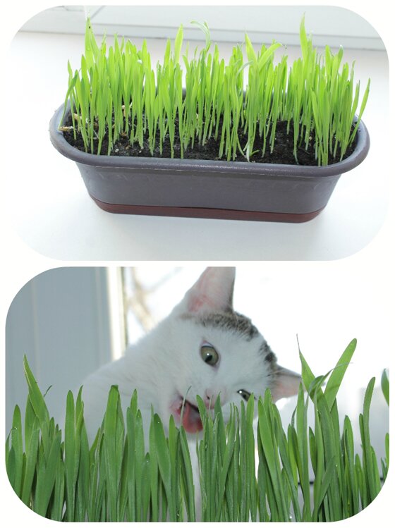Зачем кошкам нужна трава?