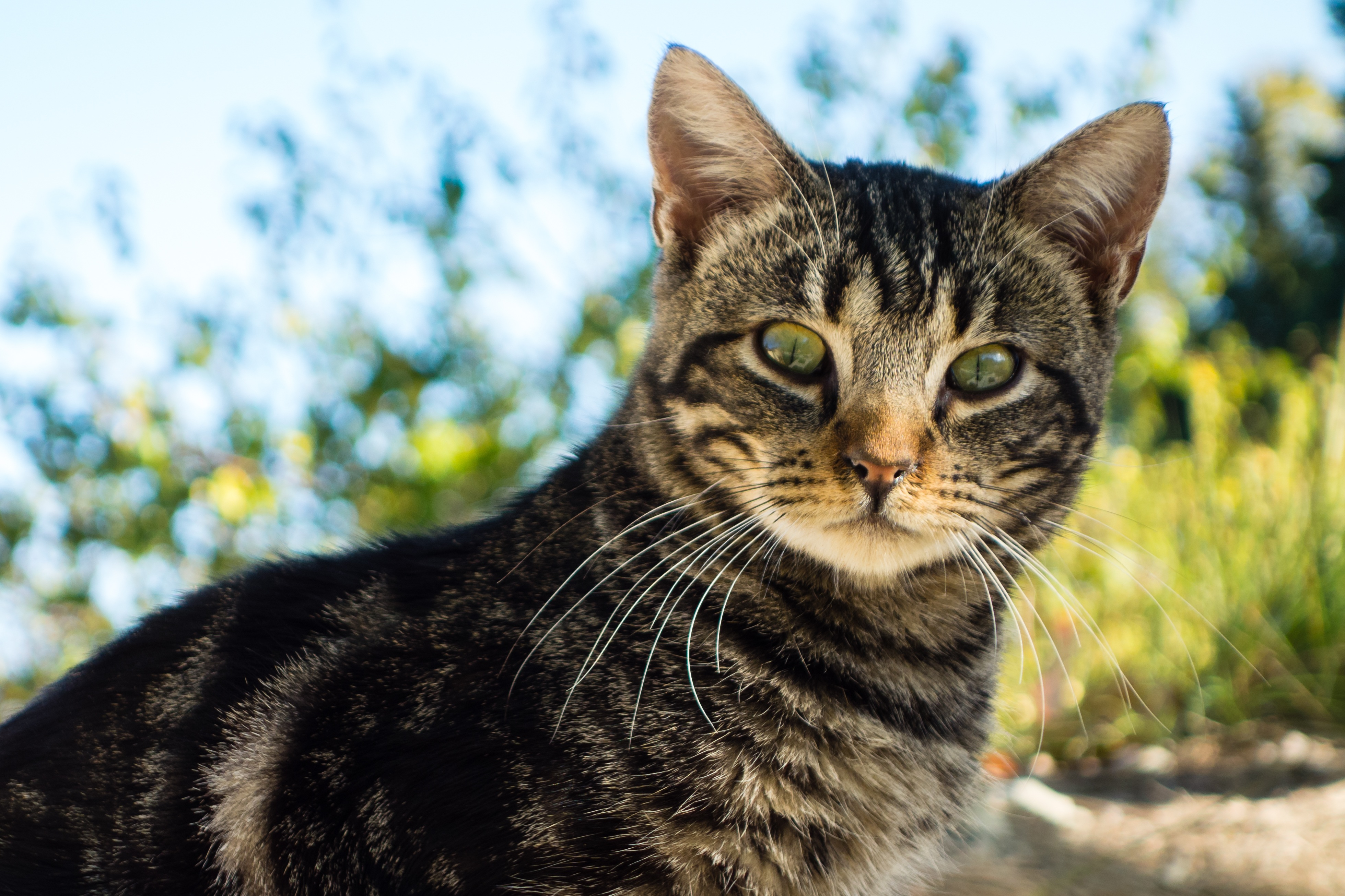 Бразильская короткошёрстная кошка: описание породы, характер, фото