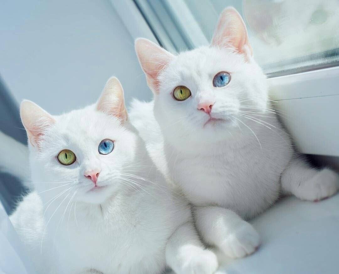 Белая кошка в доме: особенности, характер и уход | ваши питомцы