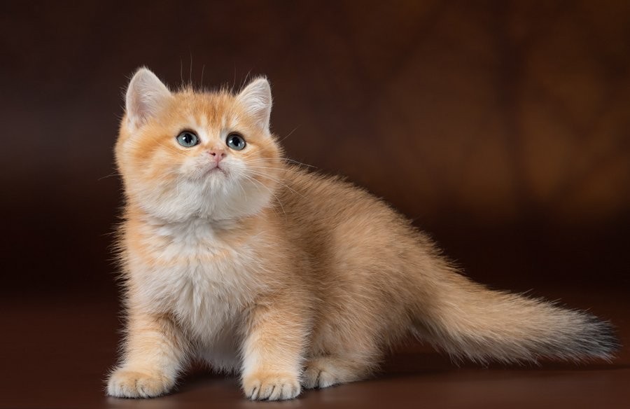 Кошки золотистые шиншиллы: внешние данные и окрас породы, характер и повадки золотой шиншиллы
