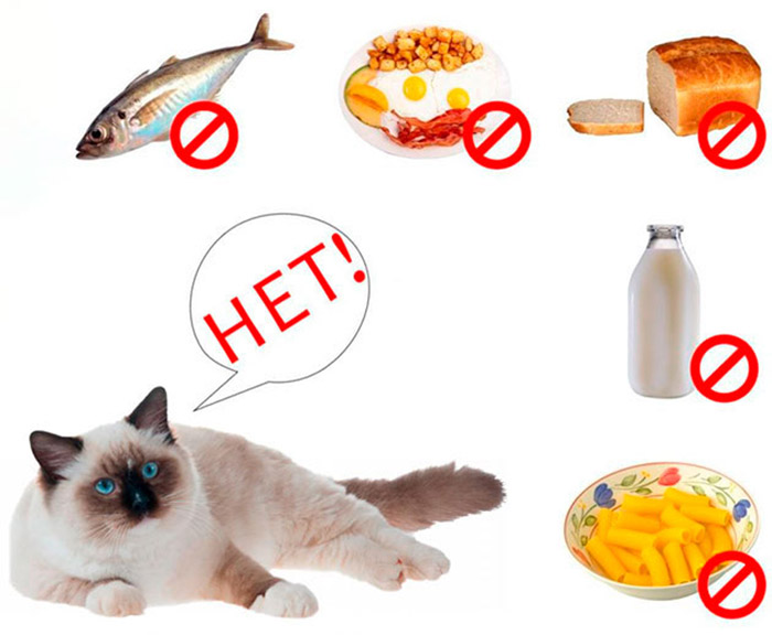 Можно ли кормить кошку рыбой: все о пользе и вреде данного продукта | звери дома