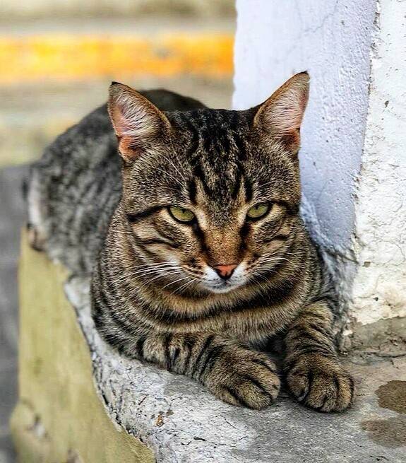 Чем уличный кот отличается от домашнего