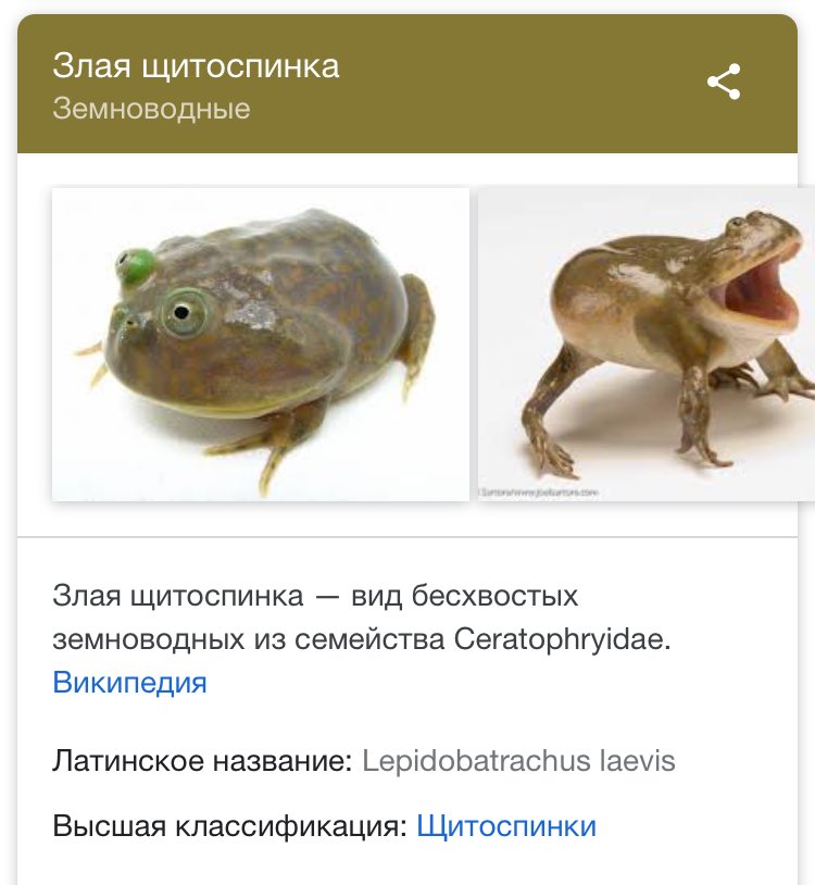 Лягушка баджита, злая щитоспинка (содержание, описание, спячка )