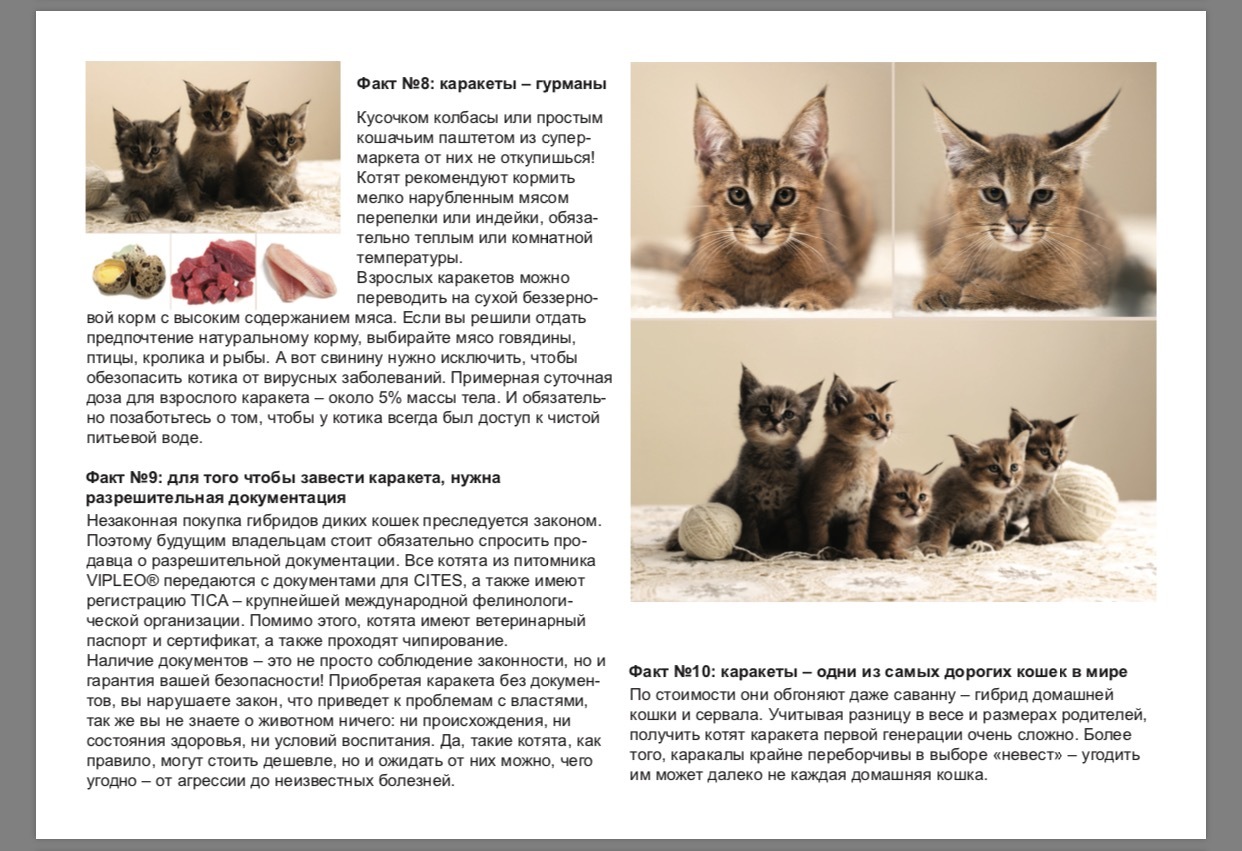 Каракет – смесь каракала и бенгальской кошки