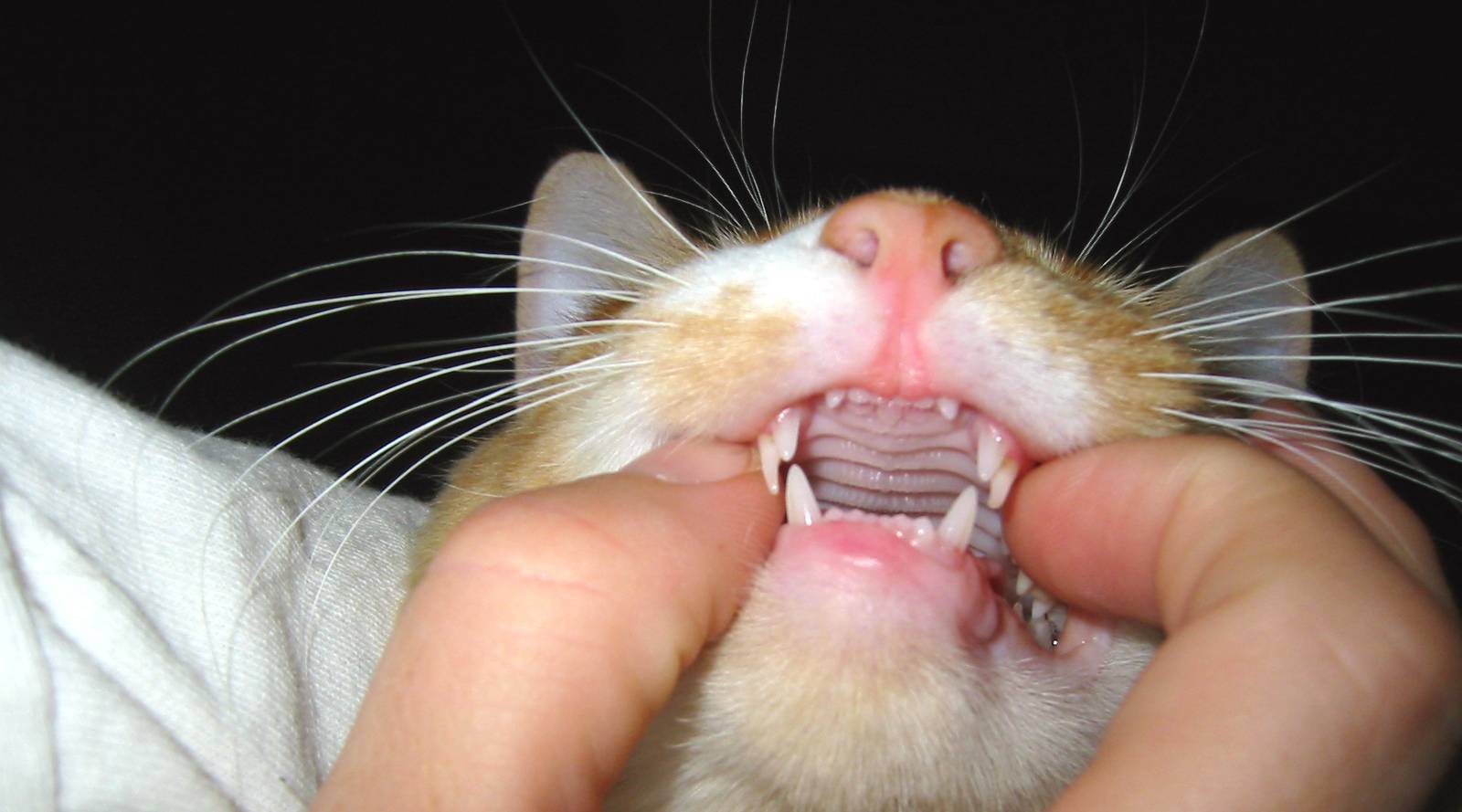 Когда у котят меняются зубы на постоянные, в каком возрасте