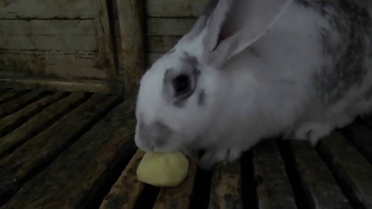 Можно ли кормить кроликов картошкой (вареной, сырой): польза и вред, особенности рациона
