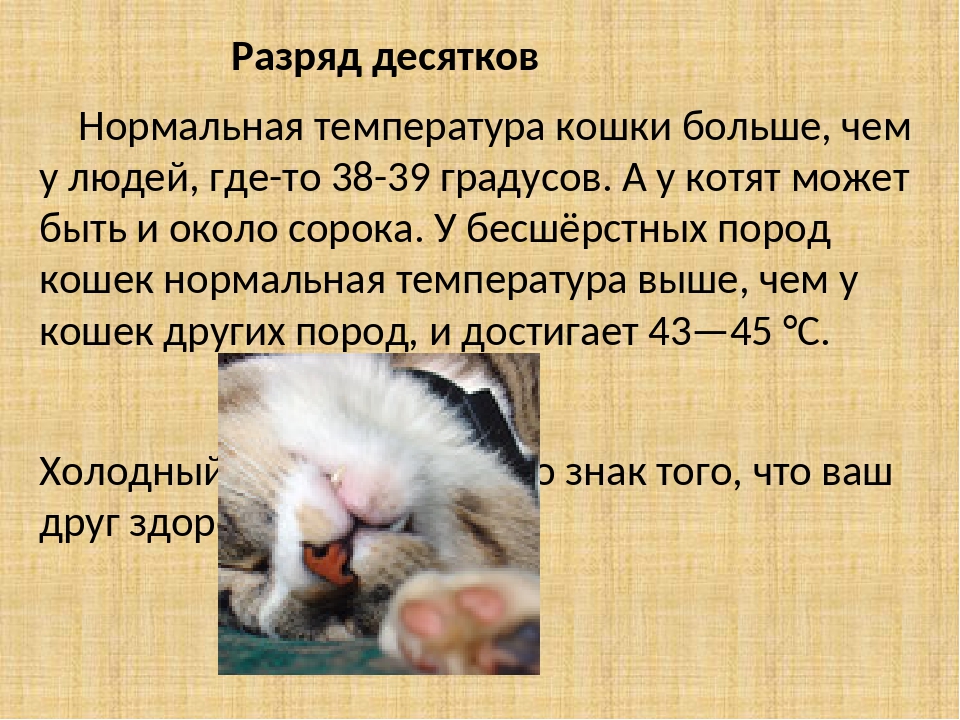 Температура тела кошки - норма и патология
