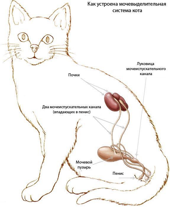 Хроническая почечная недостаточность (хпн) у кошек