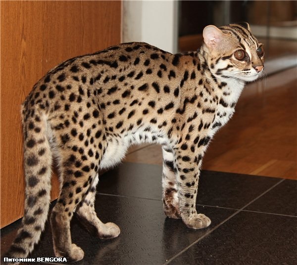 Азиатская леопардовая кошка
