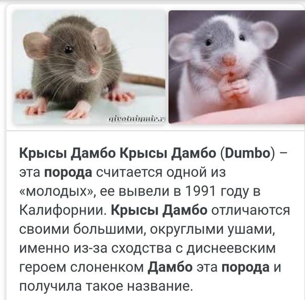 Домашние крысы не столь просты как кажутся. домашняя крыса уход и содержание