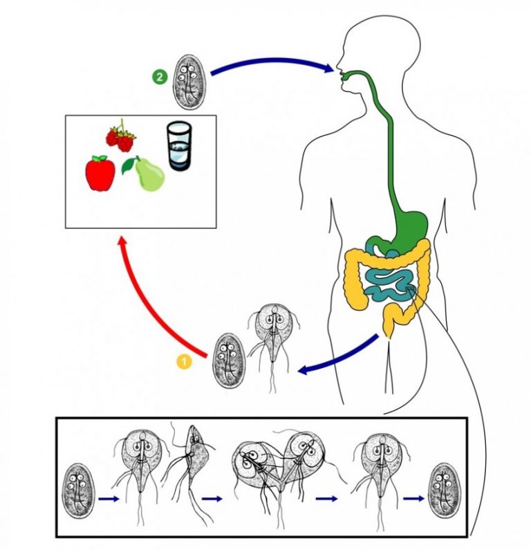 Лямбия. Схема жизненного цикла простейших лямблии. Стадии жизненного цикла лямблии. Жизненный цикл лямблии кишечной. Жгутиковые лямблии.