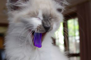 У кошки синий язык - причины и что делать