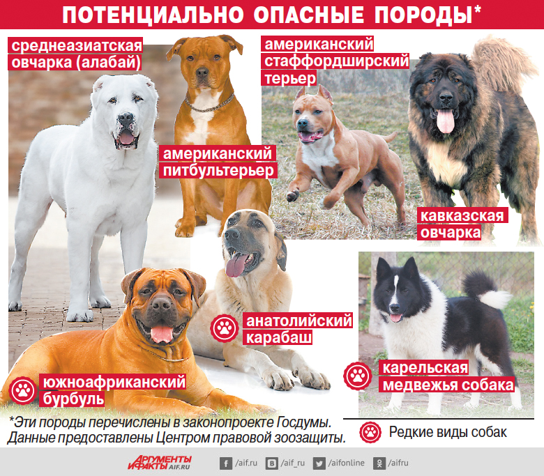 Самые опасные породы собак в мире: официальный список в россии, описание