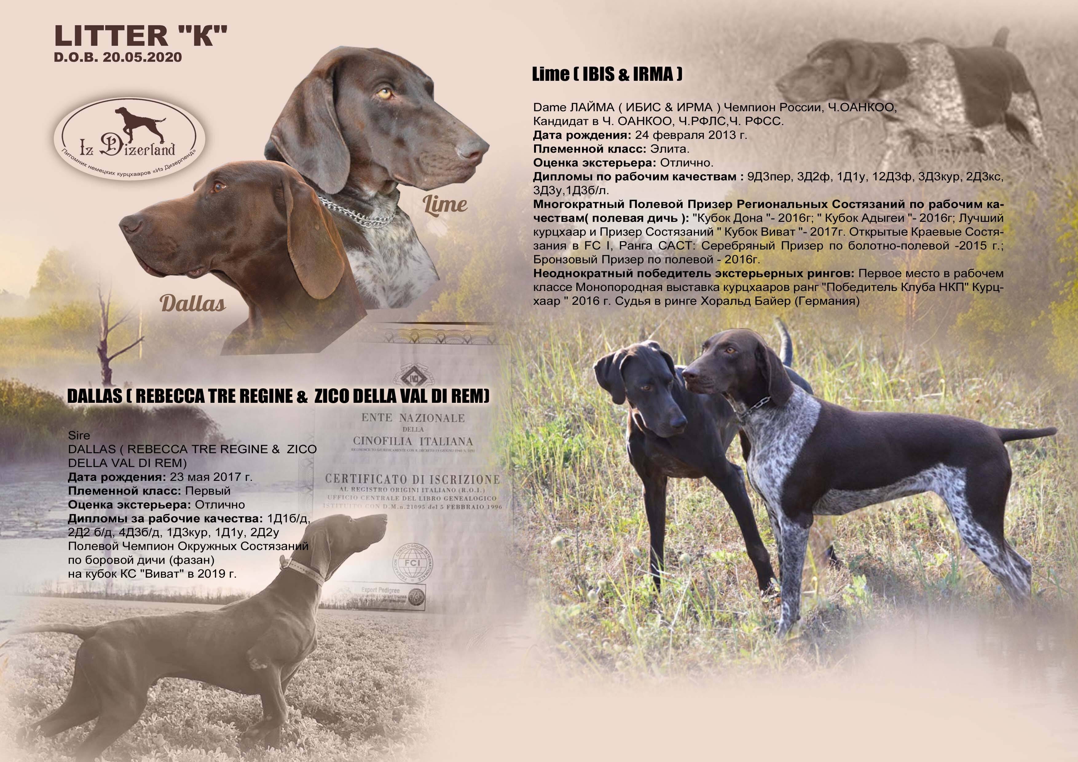 Легавые породы собак с фото и названиями
легавые породы собак с фото и названиями