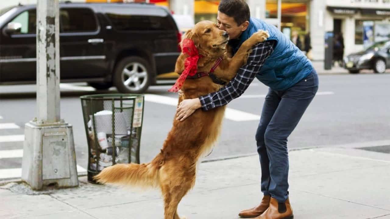 Как отучить собаку прыгать на хозяина — советы кинологов
