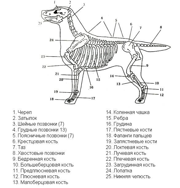 Скелет собаки рисунок биология 7 класс