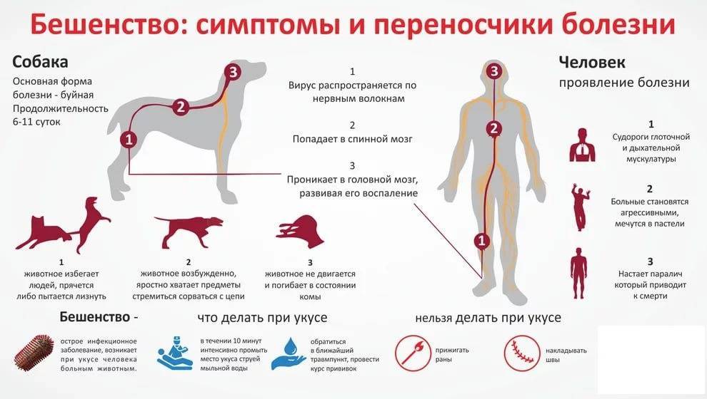 Укус кошки лечение в домашних условиях. укусил кот опухла рука что делать. | parnas42.ru