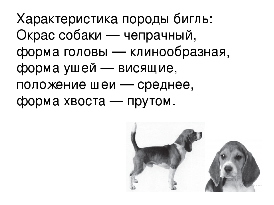 Особенности породы собак бигль
