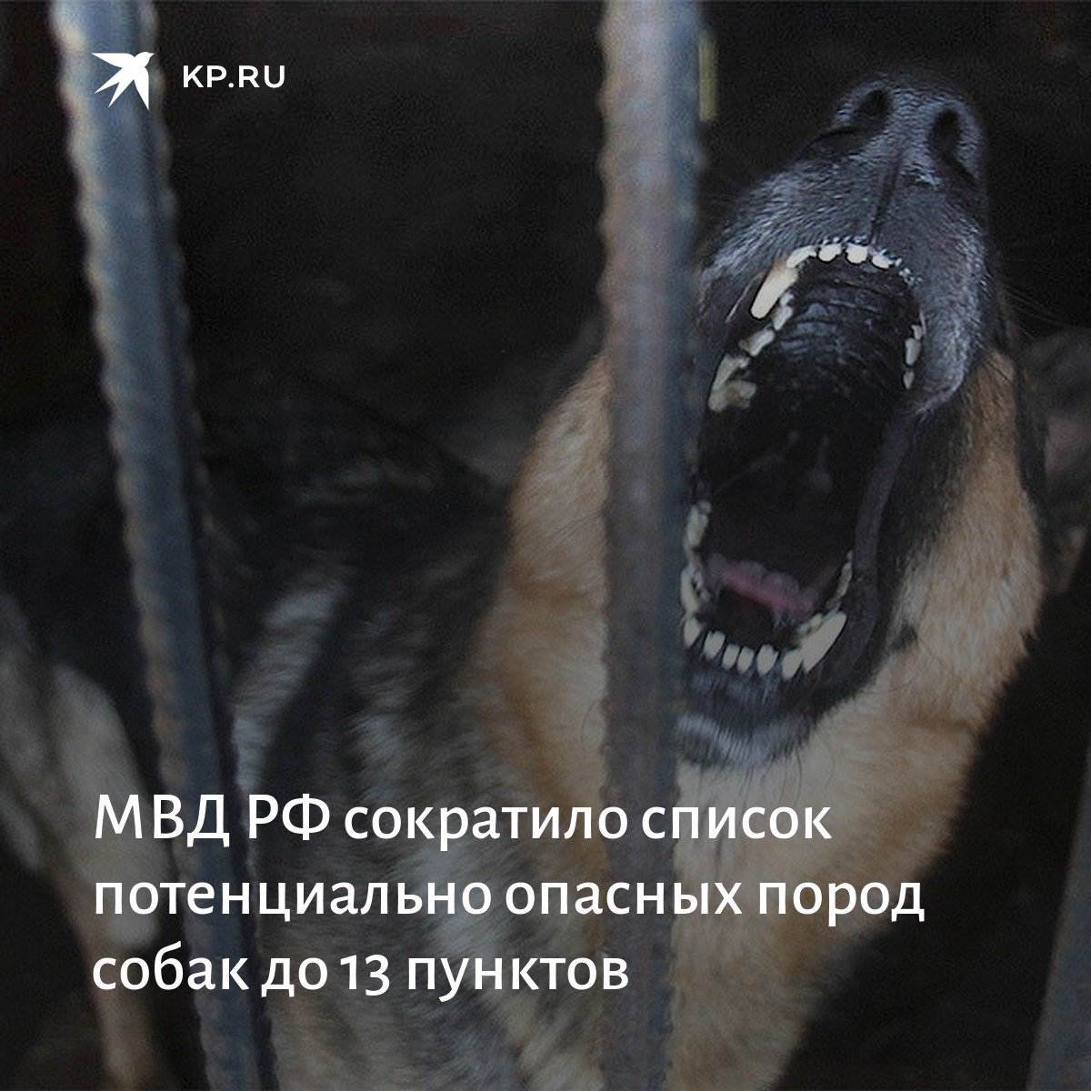 Выгул собак без намордника и поводка, статья коап – есть ли такая, кто несет ответственность?