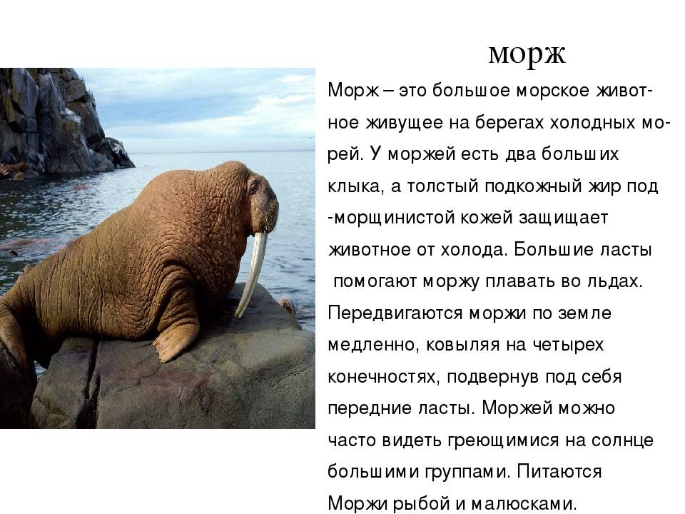 Морж: это животное или рыба, как живет и выглядит, где обитает