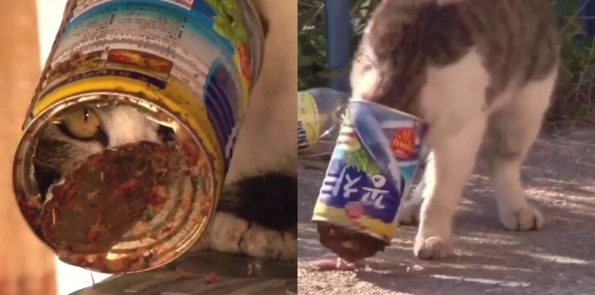 Если кот съел пакет: что делать и нужно ли беспокоиться