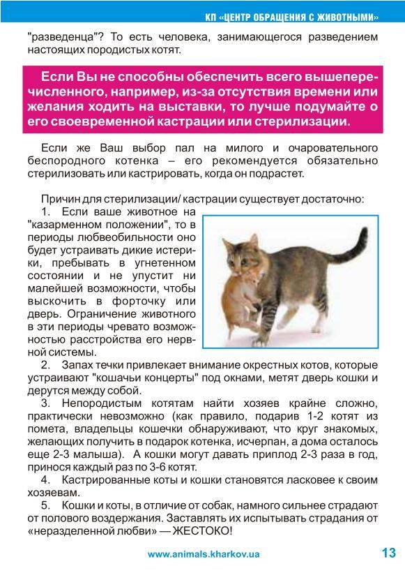 Селкирк рекс: описание и характер породы кошек, уход
