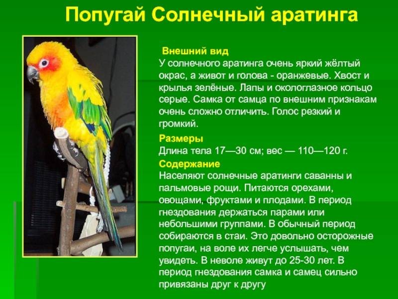 Попугай каик | описание, внешний вид, содержание, продолжительность жизни - kotiko.ru