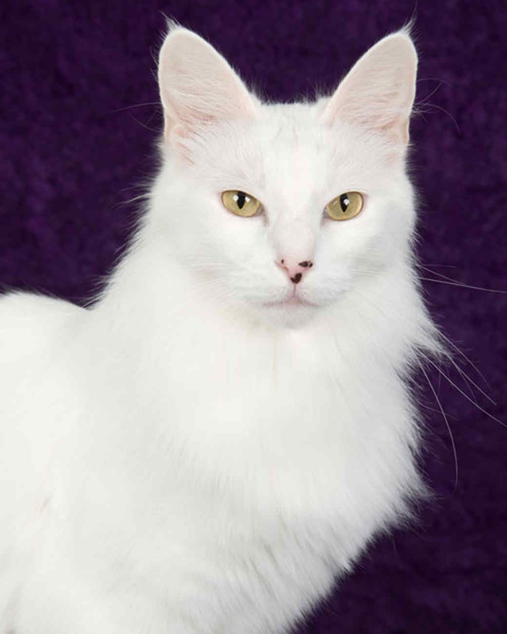 Кошка турецкая ангора белая