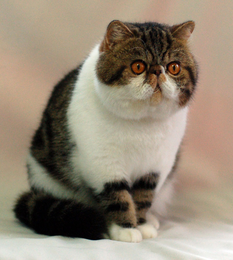 Названия большеглазых пород кошек, описание и фото котов с большими глазами