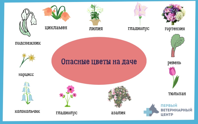 10 токсичных комнатных растений, которые отравляют людей и домашних животных :: инфониак