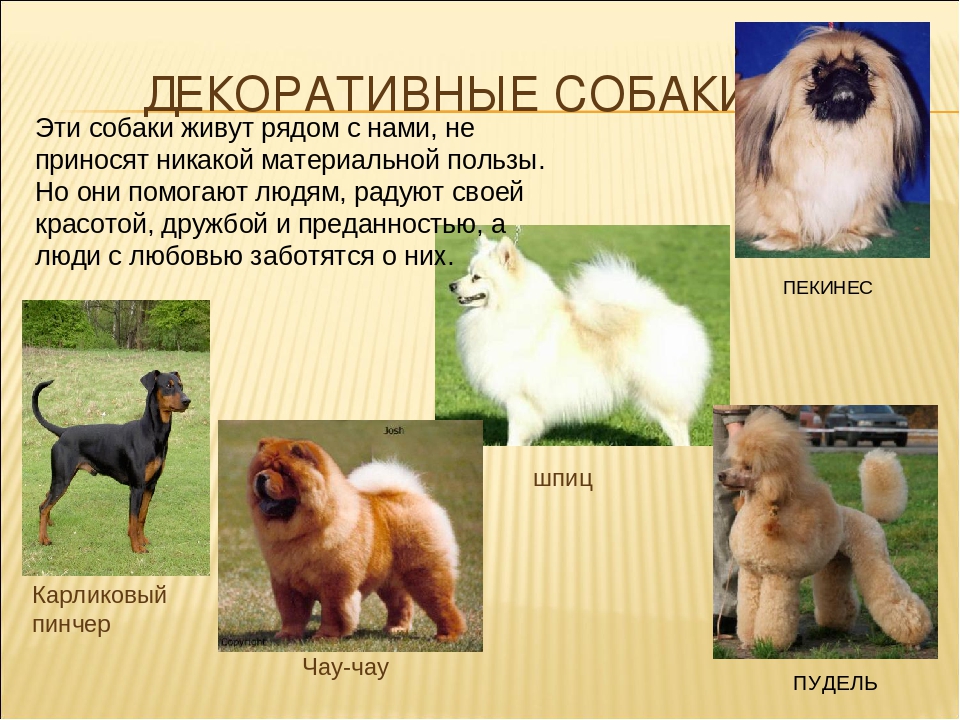 Породы собак: 150 пород с названиями и фотографиями
