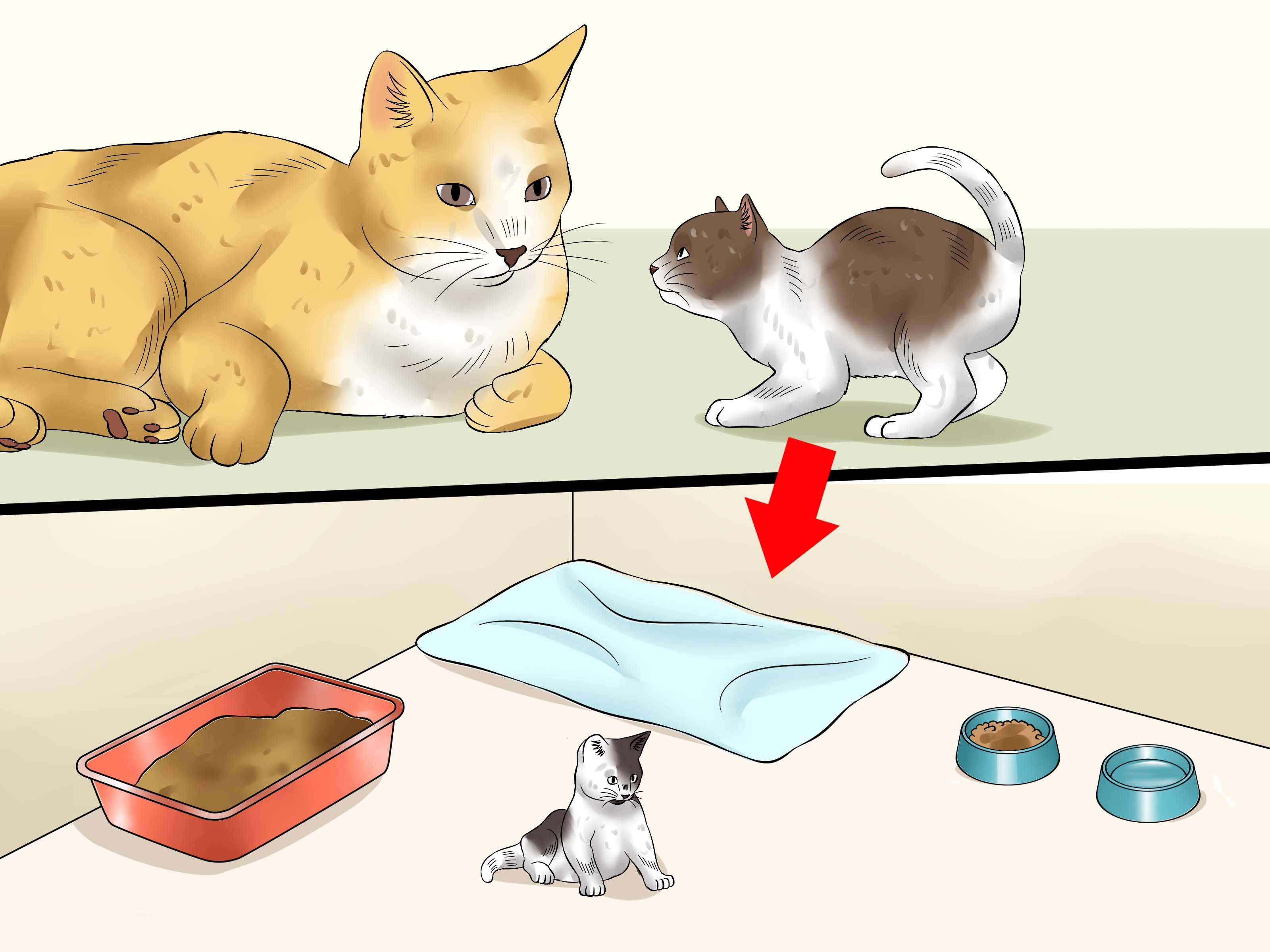 Как приучить кошку к новому дому — обустройство и варианты адаптации питомца