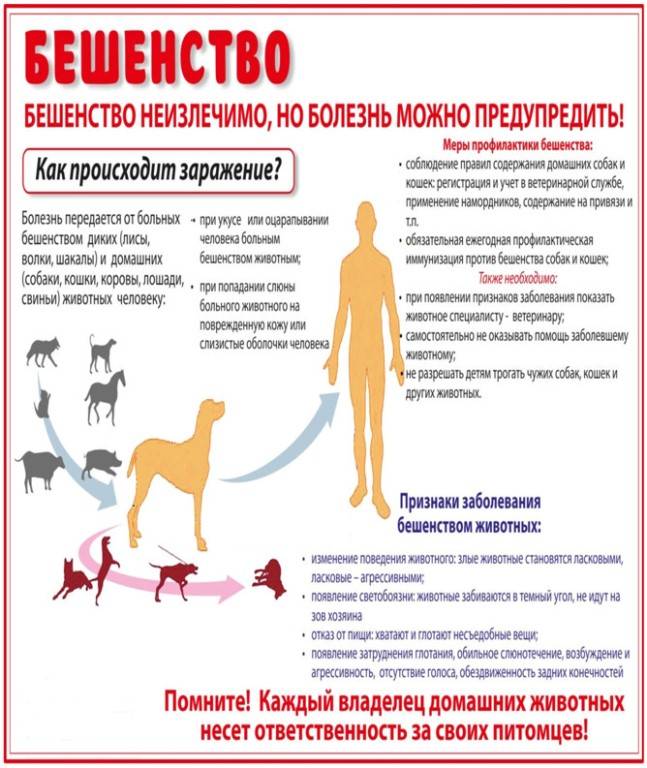 Болезнь ауески у собак - симптомы, диагностика, организация лечения