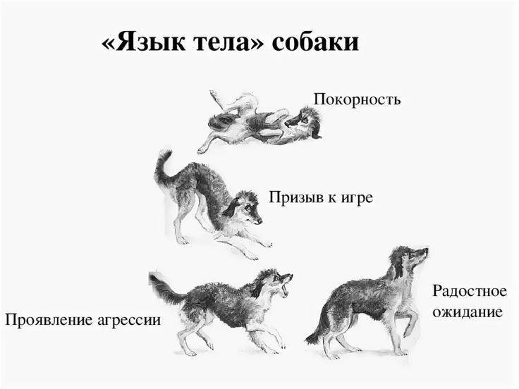 Как отучить собаку или щенка скулить: эффективные способы
как отучить собаку или щенка скулить: эффективные способы