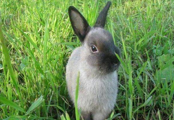 Трава для кроликов, какие растения можно давать кроликам