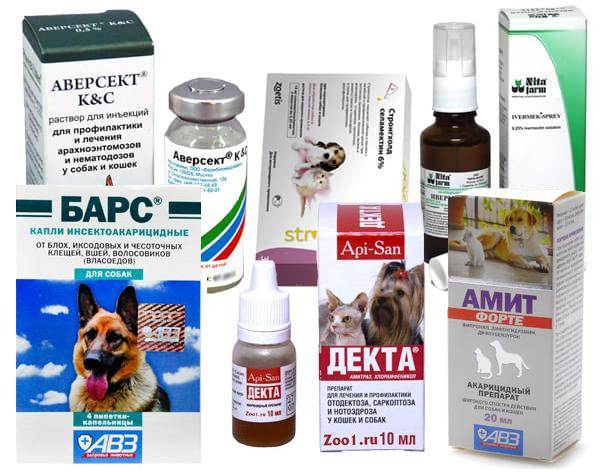 Ушной клещ у собак (отодектоз) - фото, симптомы, лечение препаратами, народными средствами