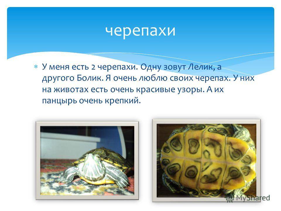 Форма тела черепахи. Этапы развития черепахи. Стадии развития черепахи.