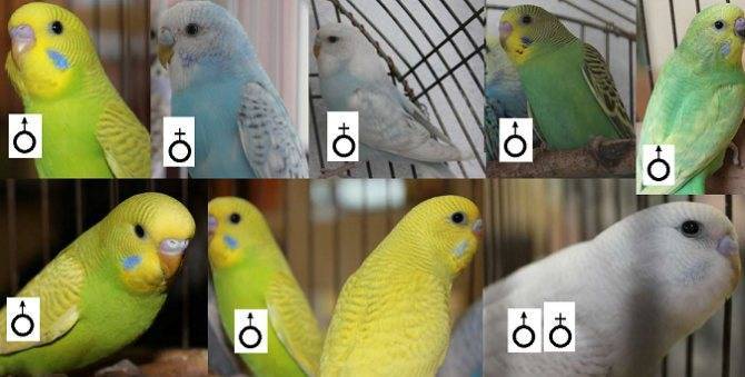 Восковица самца волнистого. Самка и самец волнистого попугая. Волнистые попугаи различие самки и самца. Пол волнистого попугая по восковице.