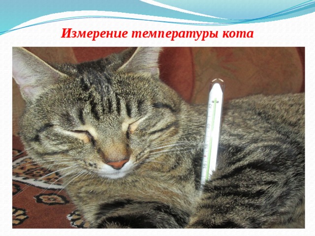 Температура тела у кошек
