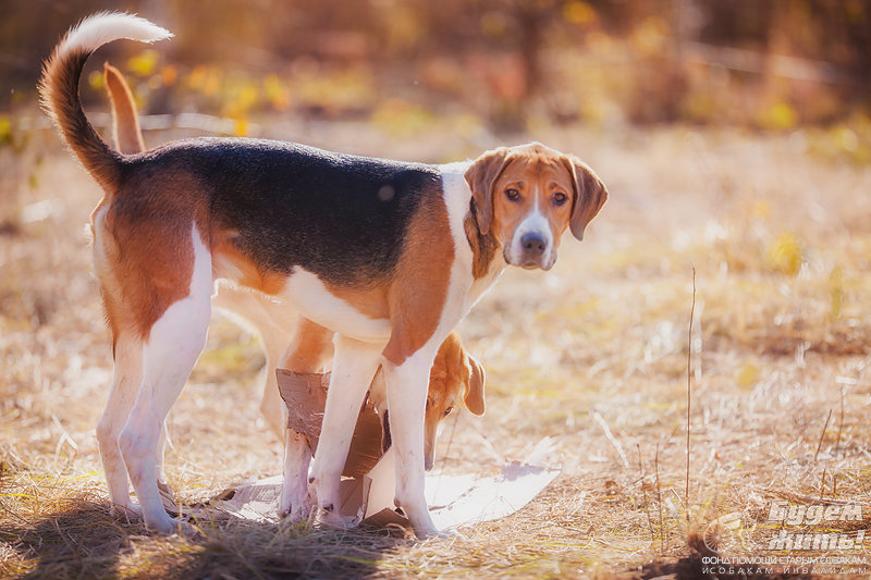 Бигль харьер — фото, описание породы собак, особенности характера