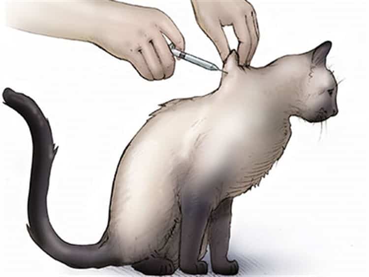 Как сделать укол кошке: в холку или внутримышечно самостоятельно