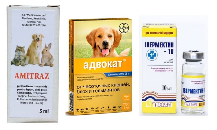 Подкожный клещ у кошек: симптомы с фото, лечение различных форм демодекоза в домашних условиях