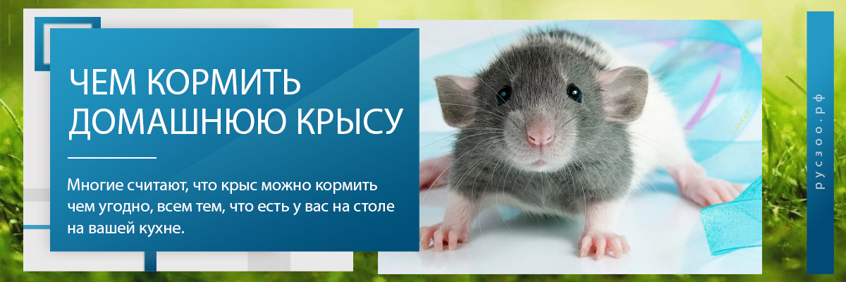 Что можно, а что нельзя давать крысе