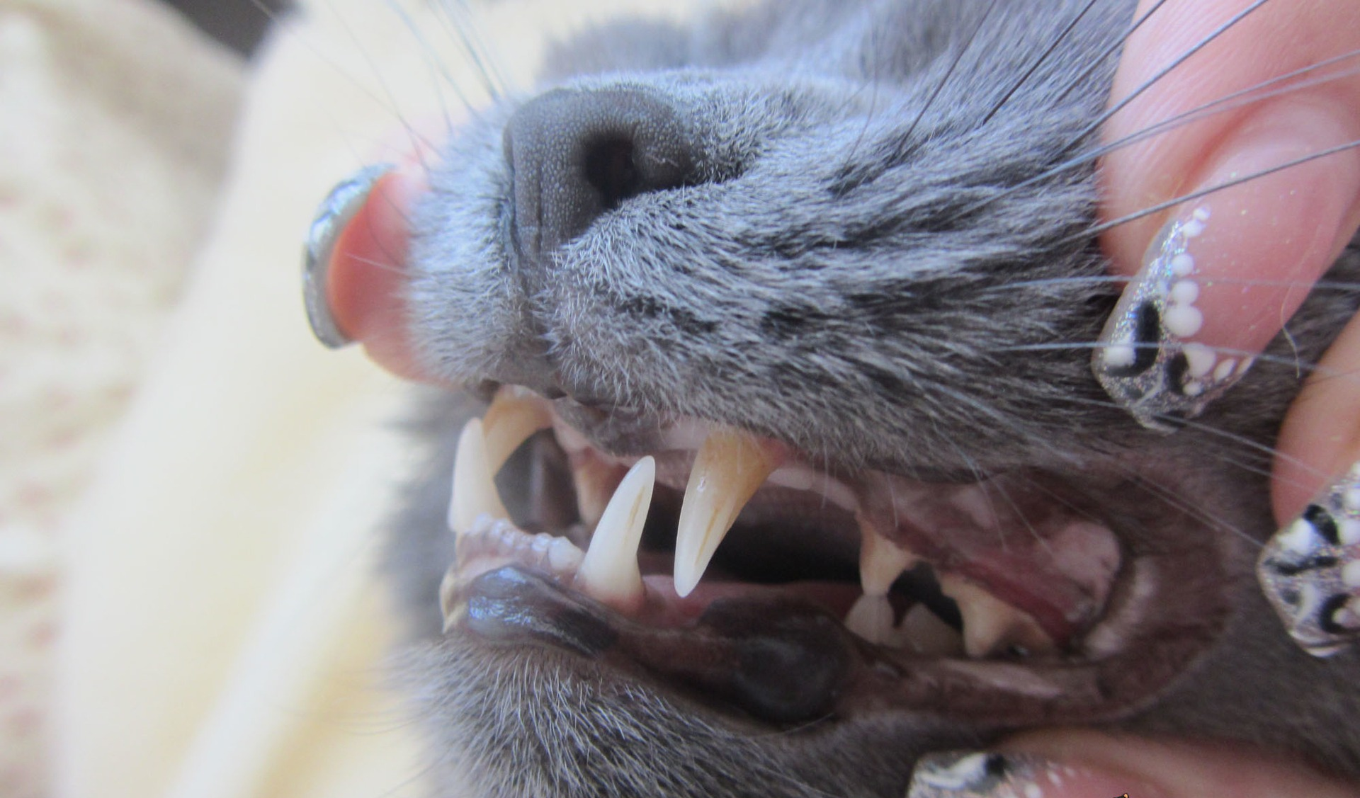 Белый язык у кошки: все возможные причины и их опасности